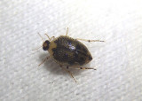 Peltodytes edentulus; Crawling Water Beetle species