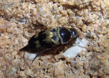 Glipa oculata; Tumbling Flower Beetle species