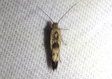 1673 - Scythris limbella; Chenopodium Scythris Moth; exotic