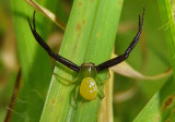 Misumenoides formosipes; Whitebanded Crab Spider; male