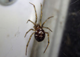 Steatoda triangulosa; Cobweb spider species