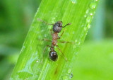 Myrmica Ant species