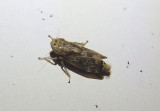 Errastunus ocellaris; Leafhopper species; exotic