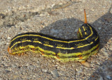 7894 - Hyles lineata; White-lined Sphinx caterpillar