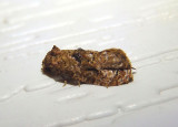3767 - Cochylis aurorana; Tortricid Moth species