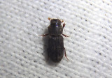 Ataenius gracilis; Aphodiine Dung Beetle species