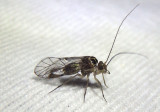 Metylophorus novaescotiae; Common Barklouse species; male