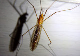 Nephrotoma ferruginea; Tiger Crane Fly species; female