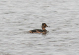 Ring-necked Duck; immature male