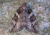 8771 - Catocala piatrix; The Penitent Underwing 
