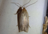 3684 - Clepsis clemensiana; Clemens Clepsis Moth