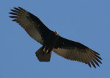 Turkey Vulture; immature