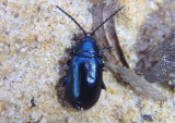 Altica Flea Beetle species 