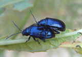 Altica Flea Beetle species