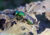 Augochlora pura; Pure Green Augochlora