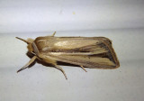10431 - Dargida diffusa; Wheat Head Armyworm