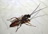 Ichneumonidae Ichneumon Wasp species