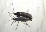 Sciaridae Dark-winged Fungus Gnat species