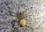 Cheiracanthium Longlegged Sac Spider species