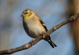 American Goldfinch; basic