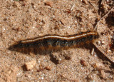 7701 - Malacosoma americanum; Eastern Tent Caterpillar