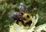 Bombus griseocollis; Brown-belted Bumble Bee