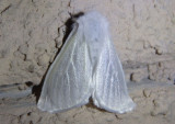 8319 - Leucoma salicis; Satin Moth; exotic