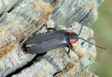 Pyropyga nigricans; Soldier Beetle species