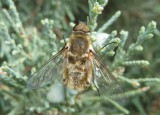 Villa Bee Fly species