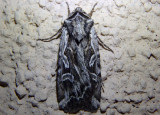 10804 - Euxoa plagigera; Dart Moth species