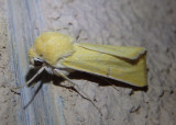 10682 - Copablepharon canariana; Noctuid Moth species 