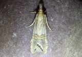 5455 - Euchromius californicalis; Crambine Snout Moth species