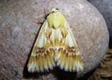 11170 - Schinia illustra; Flower Moth species