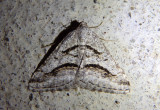 6370 - Digrammia curvata; Geometrid Moth species
