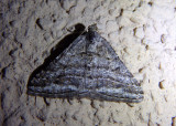 6371 - Digrammia nubiculata; Geometrid Moth species 