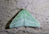 7065 - Synchlora bistriaria; Oblique-striped Emerald