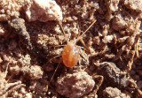 Erythraeinae Long-legged Velvet Mite species 