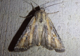 10795 - Euxoa pluralis; Dart Moth species