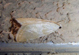 4849 - Hellula aqualis; Crambid Snout Moth species