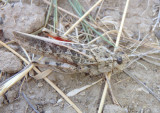 Xanthippus corallipes affrictus; Red-shanked Grasshopper; female