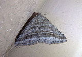 6371 - Digrammia nubiculata; Geometrid Moth species