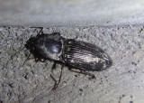 Selatosomus Click Beetle species