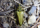 Lepturobosca chrysocoma; Flower Longhorn species