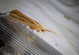 Hesperophylax Northern Caddisfly species