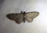 7449-7605 - Eupithecia Pug Moth species