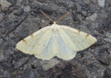 6431 - Hesperumia sulphuraria; Sulphur Moth