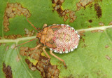 Apoecilus Predatory Stink Bug species nymph