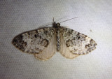 7312 - Spargania magnoliata; Double-banded Carpet