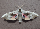 7822 - Smerinthus cerisyi; One-eyed Sphinx