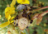 Araneus trifolium; Shamrock Orbweaver; female